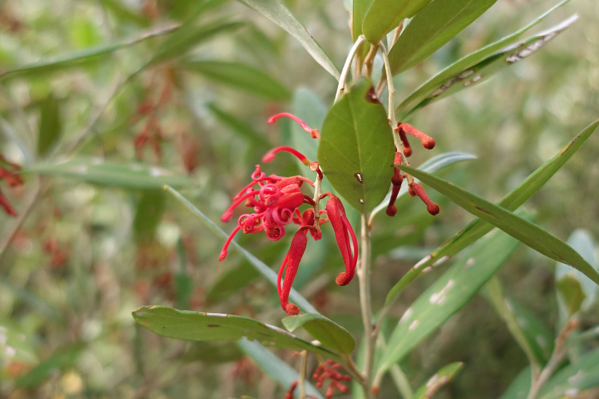 Image of Grevillea victoriae subsp. victoriae