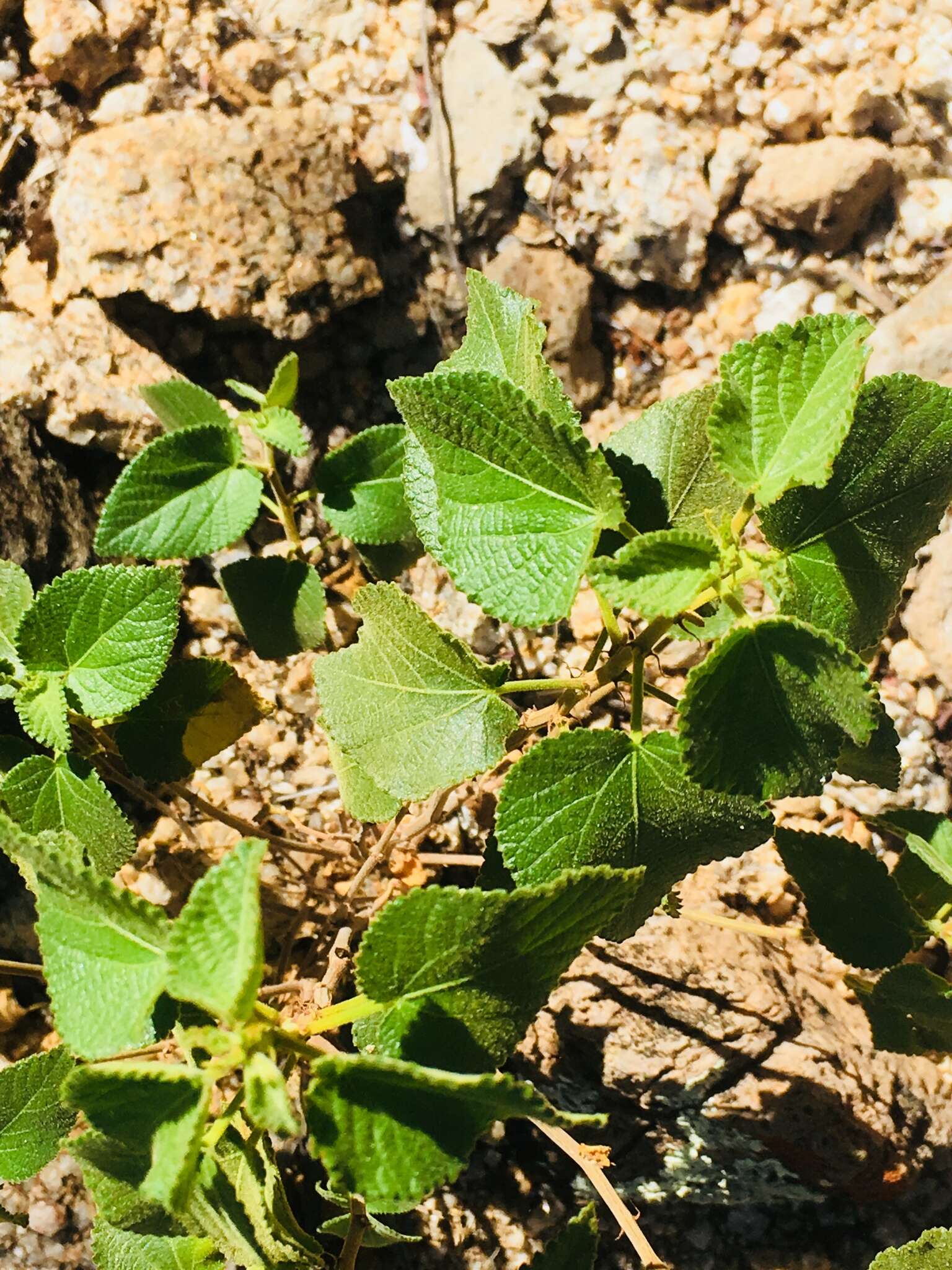 Image of California copperleaf