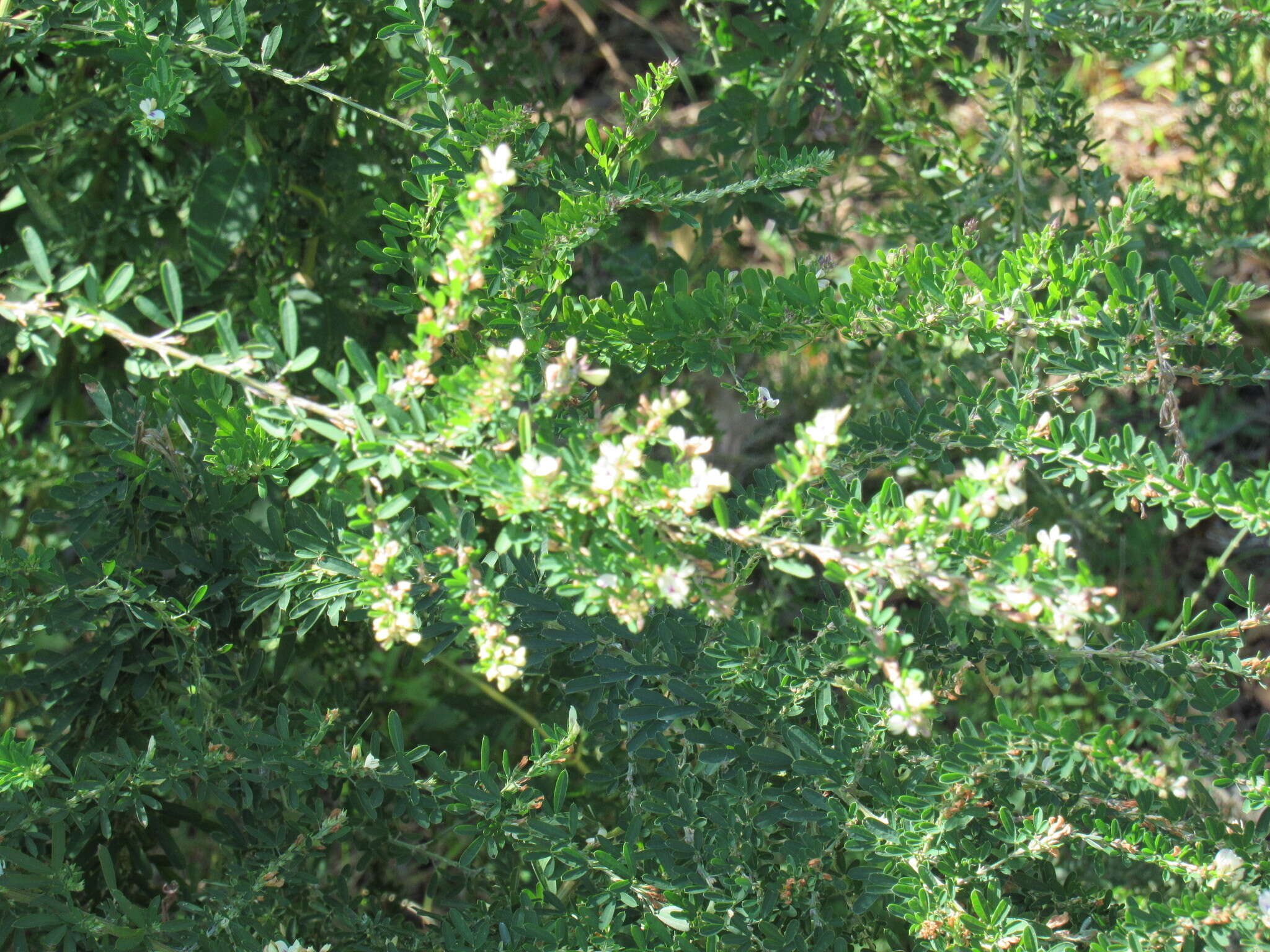 Image of Chinese Bush-Clover