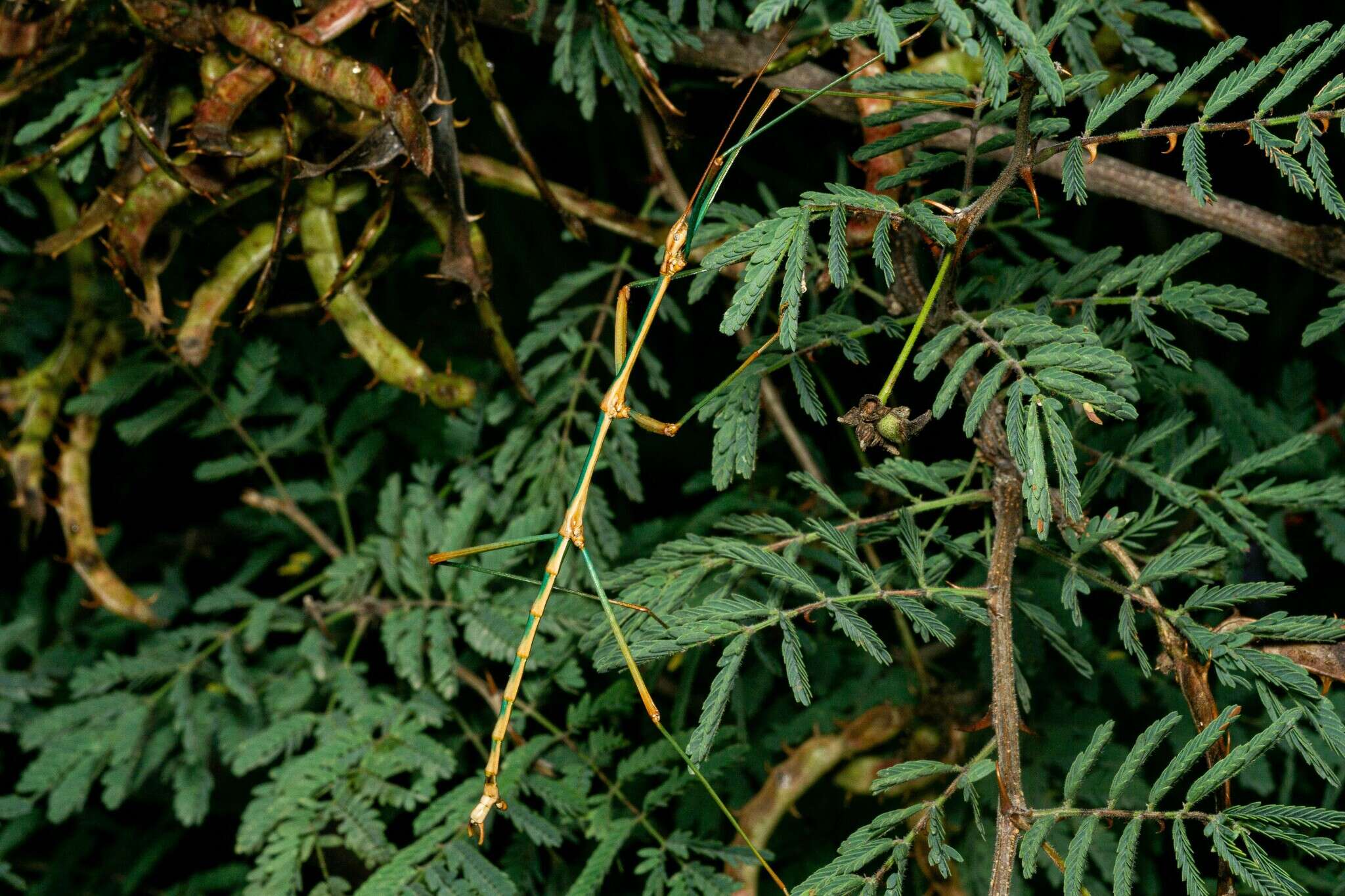 Image of Arizona Walkingstick