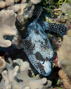 Image of Guinea fowl puffer