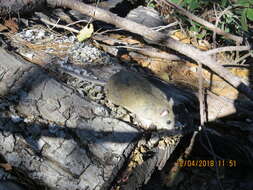 Image of Mexican woodrat