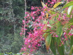 Image de Oxyspora paniculata (D. Don) DC.