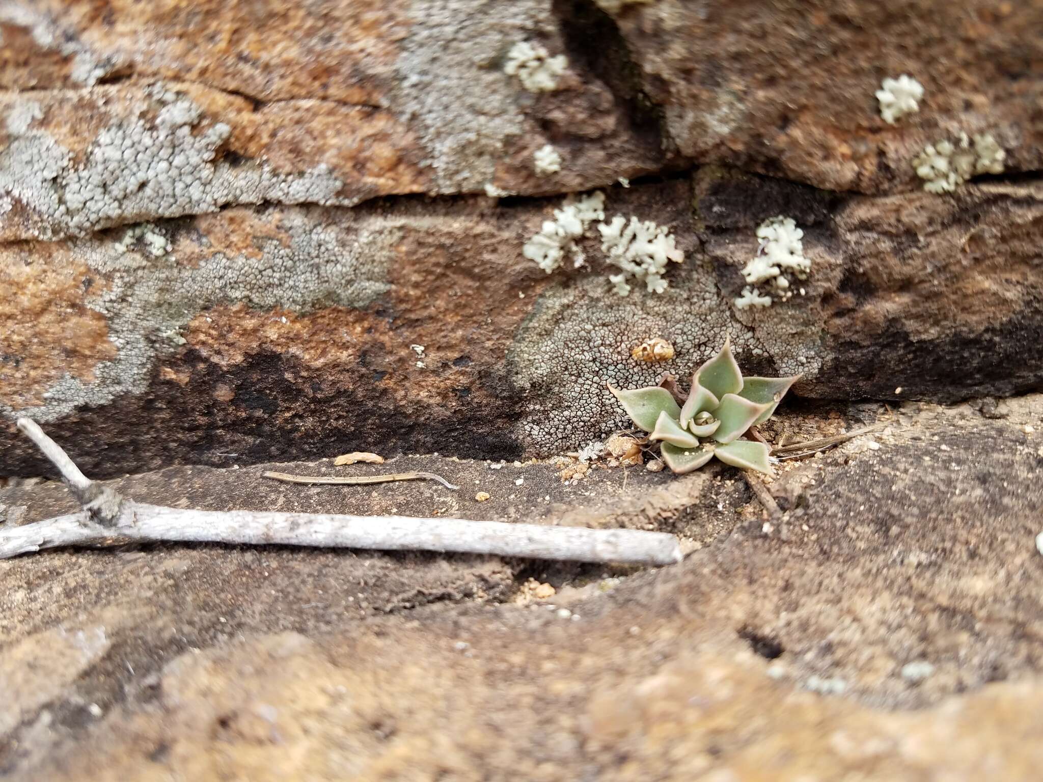 Image of Patagonia Mountain leatherpetal