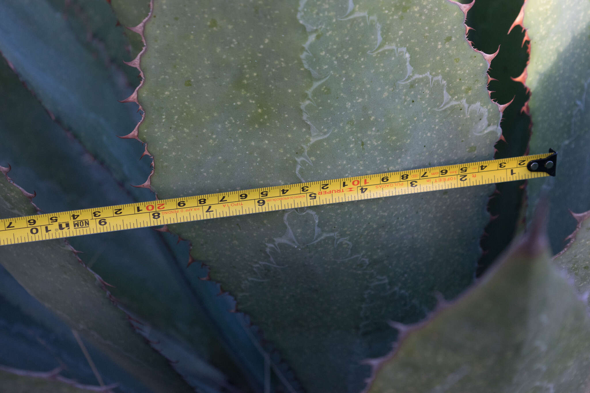 Слика од Agave maximiliana var. katharinae (A. Berger) Gentry