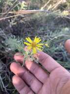 Image of stiffleaf false goldenaster