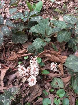 Image of Allegheny-spurge