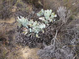 Image of Protea convexa Phillips