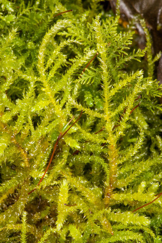 Image of eurhynchium moss