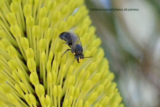 Imagem de Hylaeus alcyoneus (Erichson 1842)