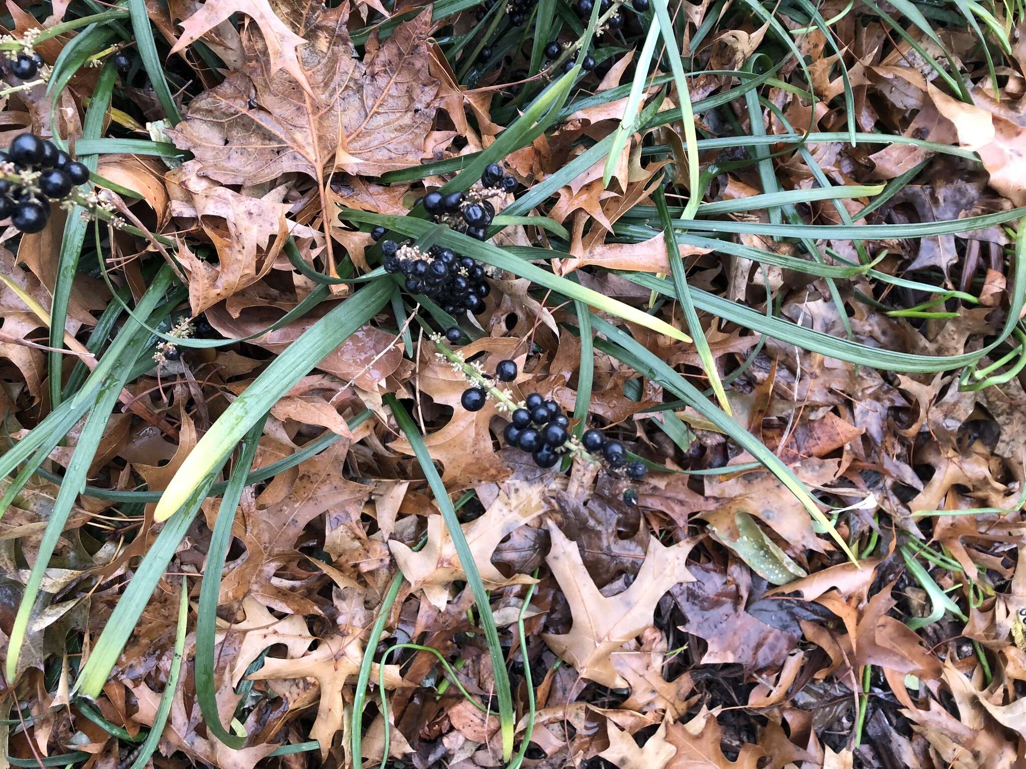 Image of Big blue lilyturf'