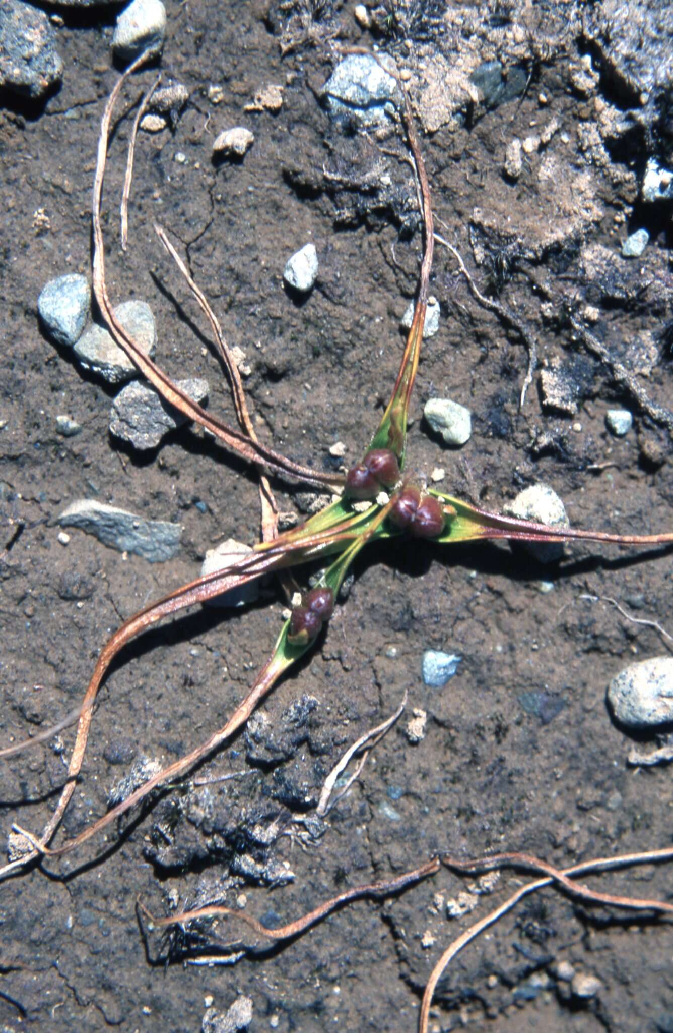 Image of Wurmbea novae-zelandiae (Hook. fil. ex Kirk) Lekhak, Survesw. & S. R. Yadav