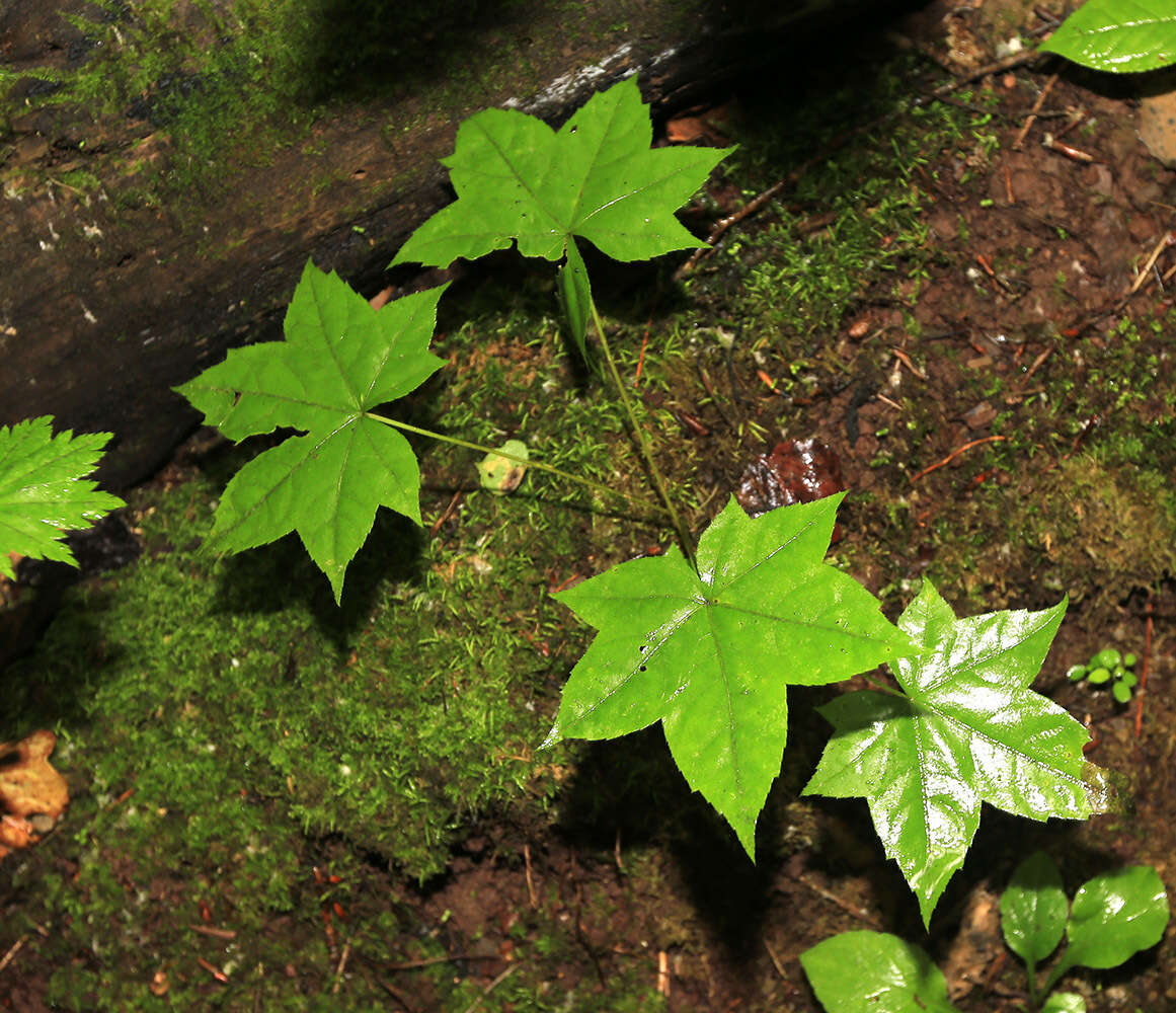 Image of castor aralia