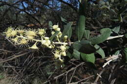 صورة Tarchonanthus camphoratus L.