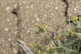 Plancia ëd Matthiola longipetala (Vent.) DC.