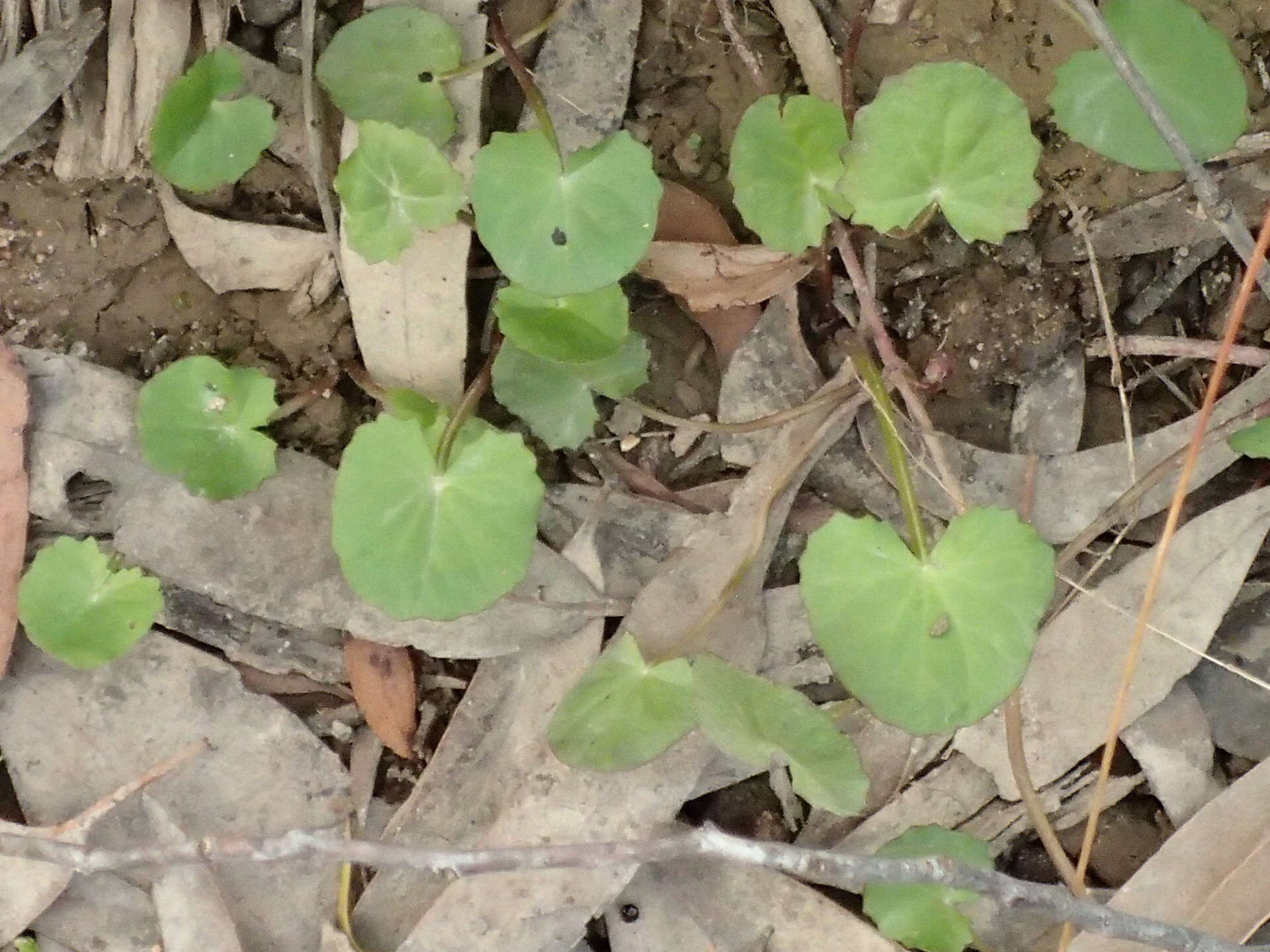 Imagem de Hydrocotyle jacksonii M. Hiroe