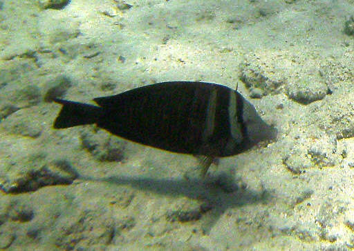 Image of Desjardin's Sailfin Tang