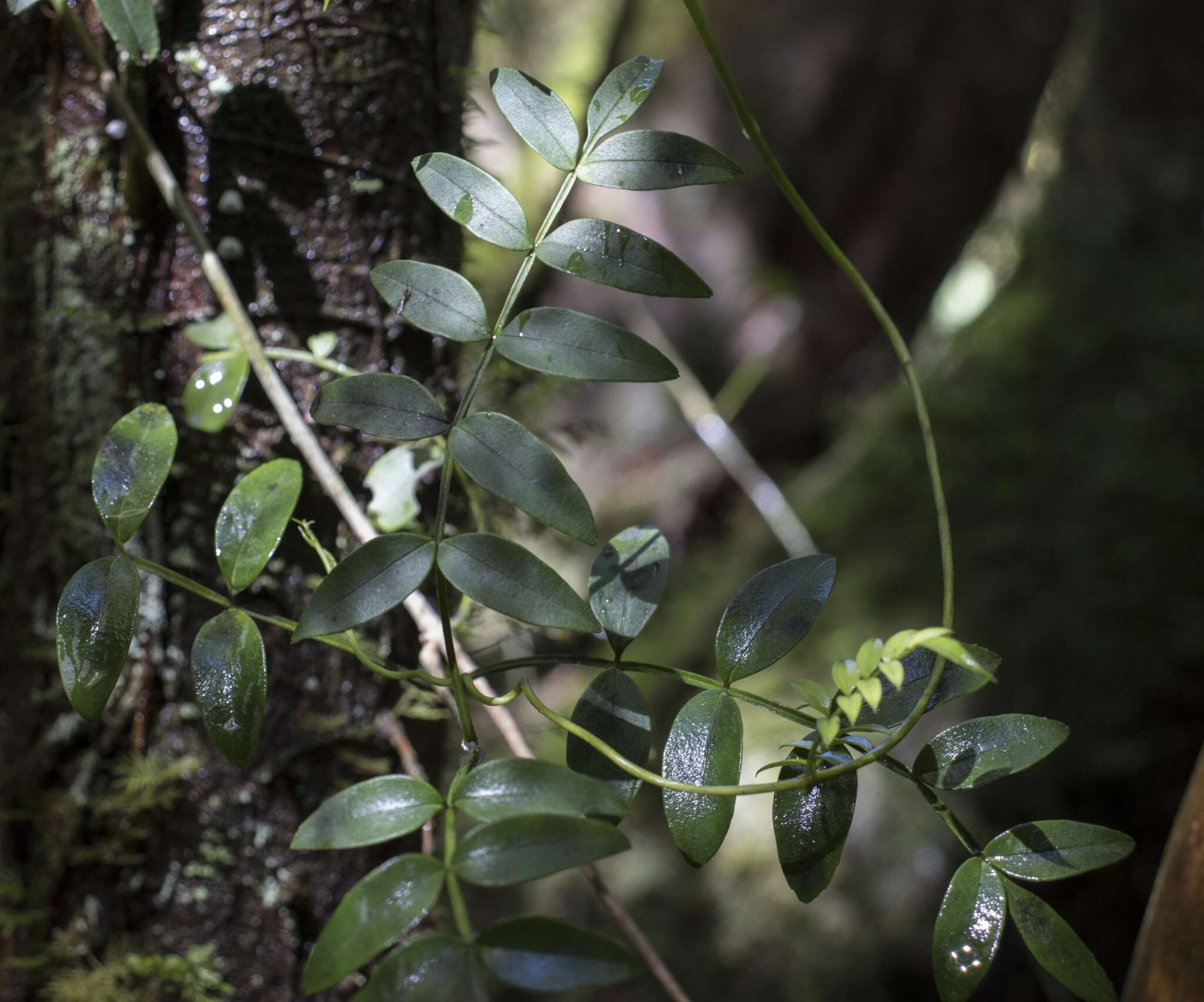 Image of Campsidium valdivianum Skottsb.