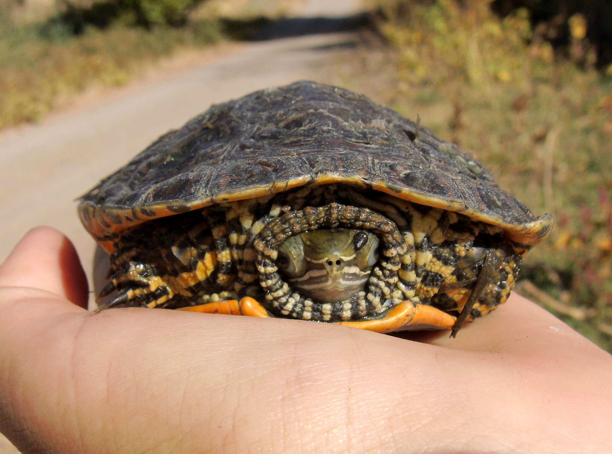 Image of Caspian turtle