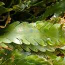 Image of <i>Caulerpa denticulata</i> Decne.