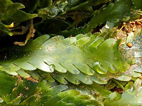 Image of <i>Caulerpa denticulata</i> Decne.