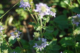 Слика од Phyllopodium cuneifolium (L. fil.) Benth.