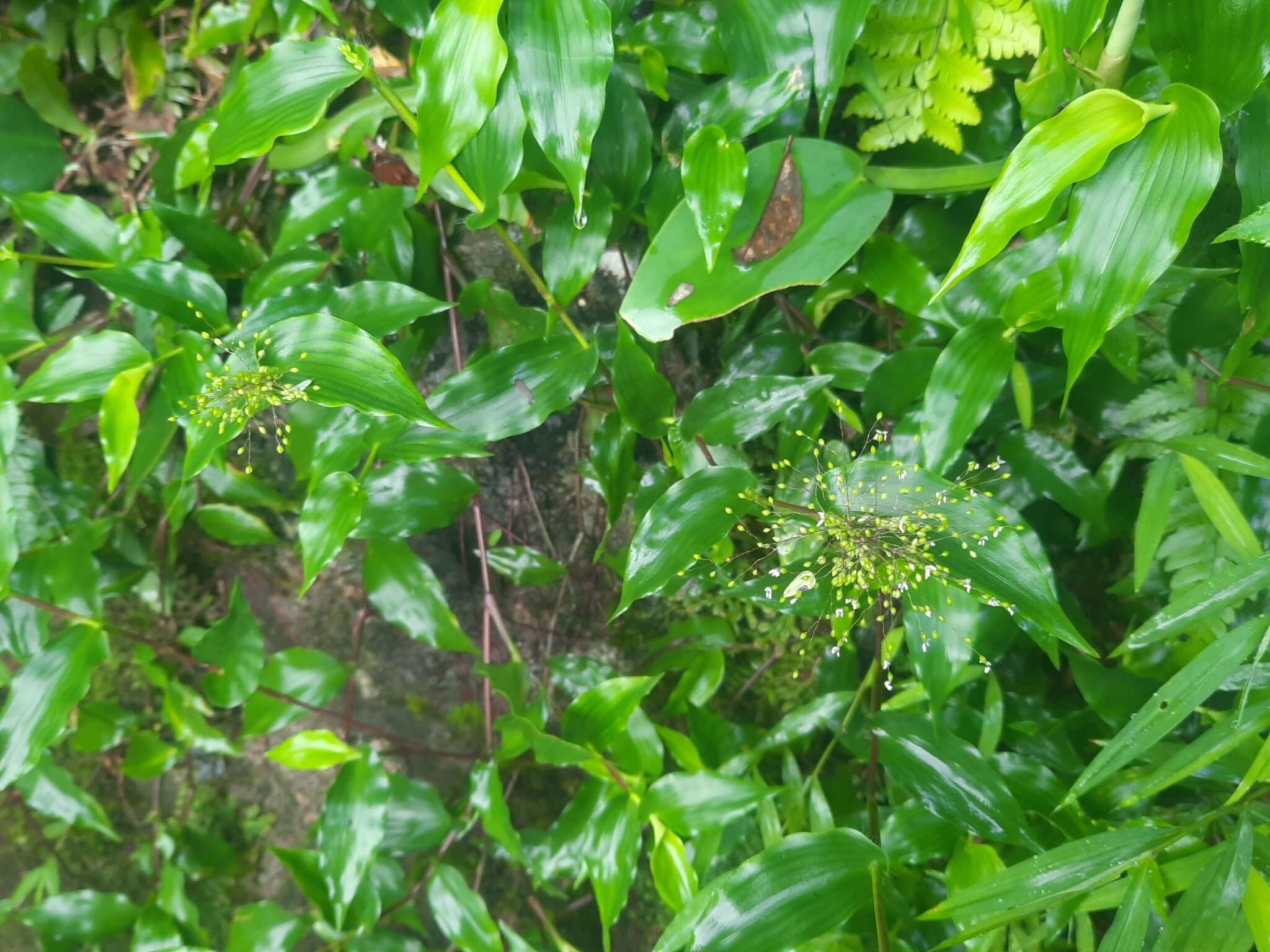 Image of Panicum brevifolium L.