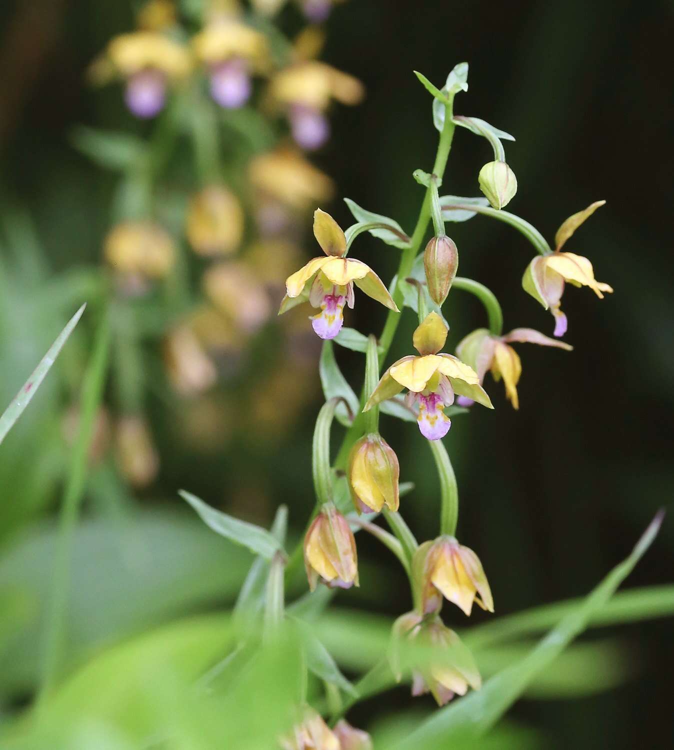 Epipactis thunbergii A. Gray resmi