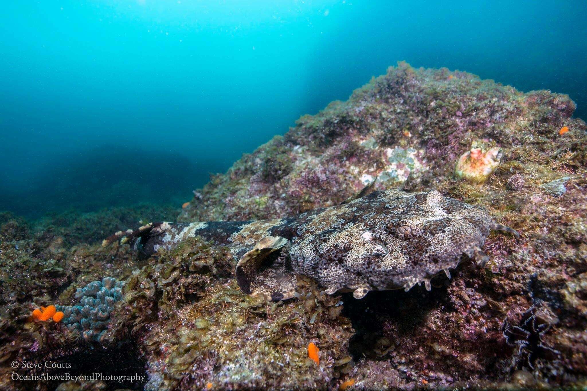 Image of Ornate Wobbegong