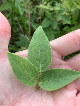 Desmodium nuttallii (Schindl.) B. G. Schub. resmi