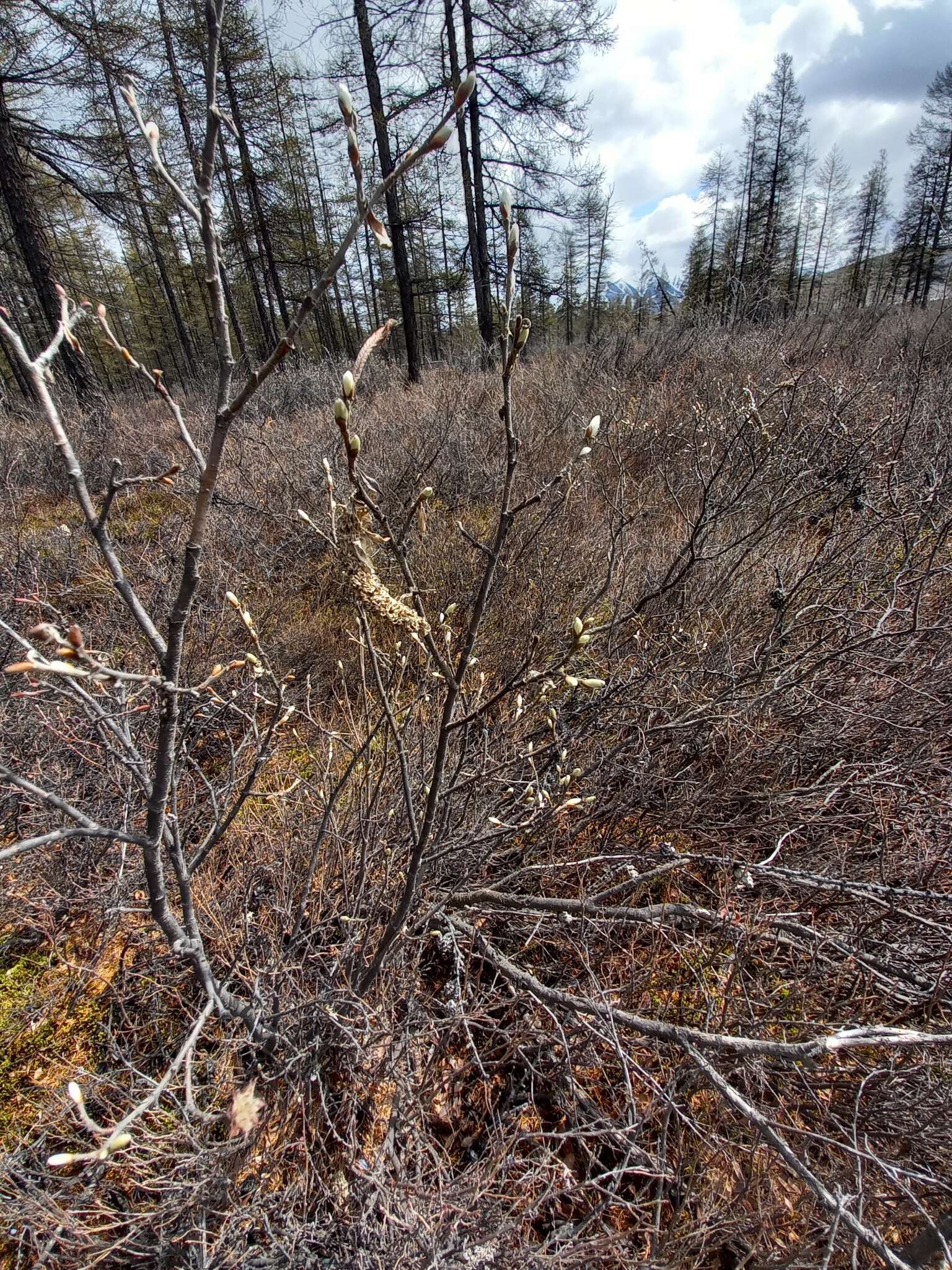 Image de Salix krylovii E. Wolf