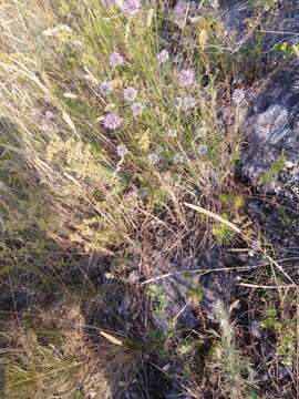 Image of Allium cretaceum N. Friesen & Seregin