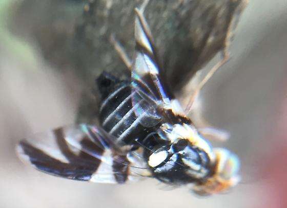 Image of Apple Maggot Fly