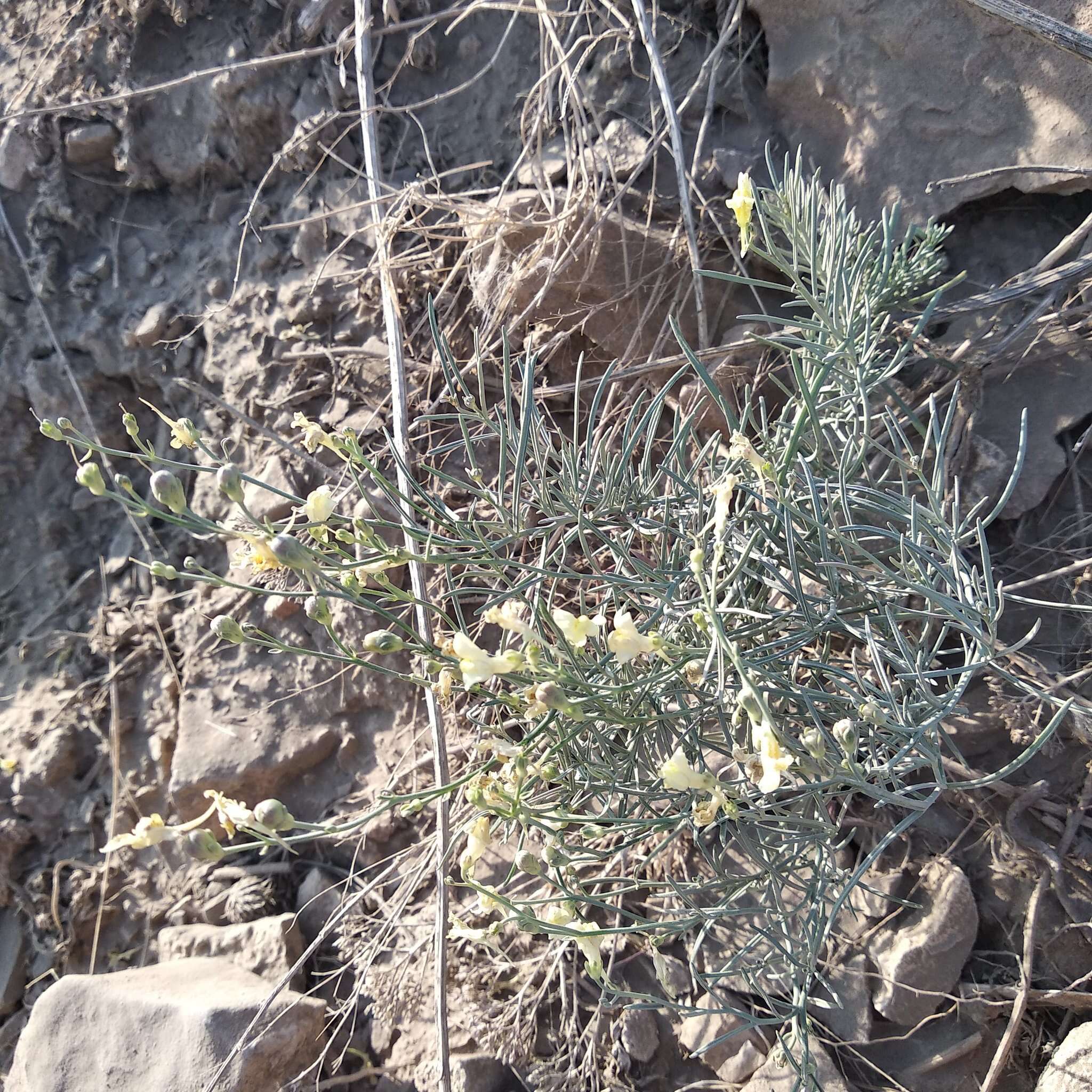 Image of Linaria altaica Fischer ex Ledeb.