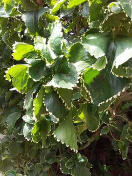 Image de Acalypha wilkesiana Müll. Arg.