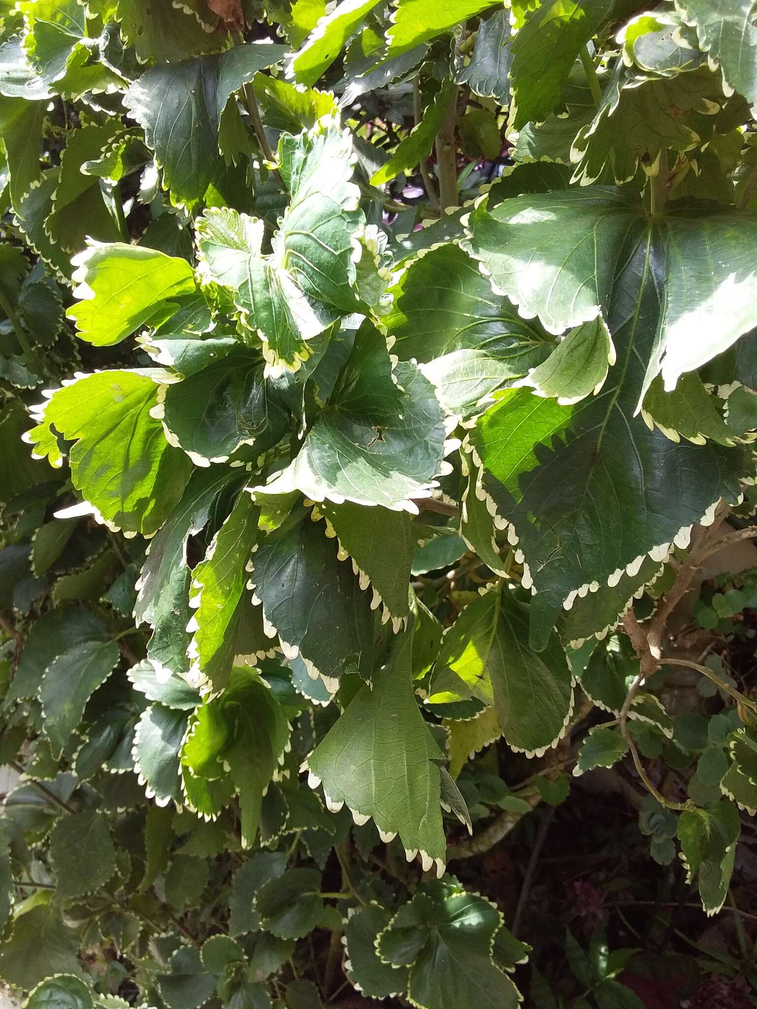 صورة Acalypha wilkesiana Müll. Arg.