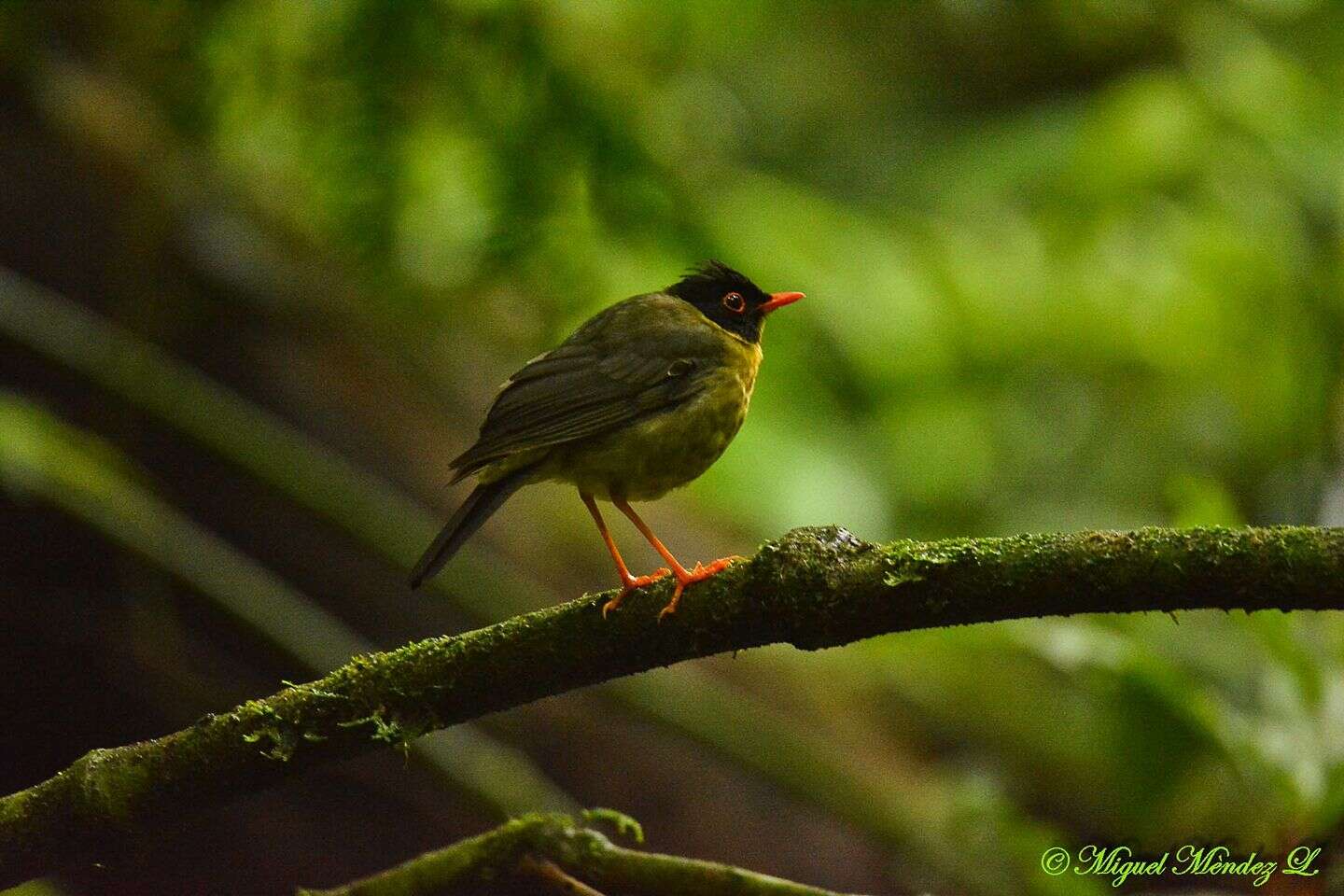 Image of Gould's Nightingale-Thrush