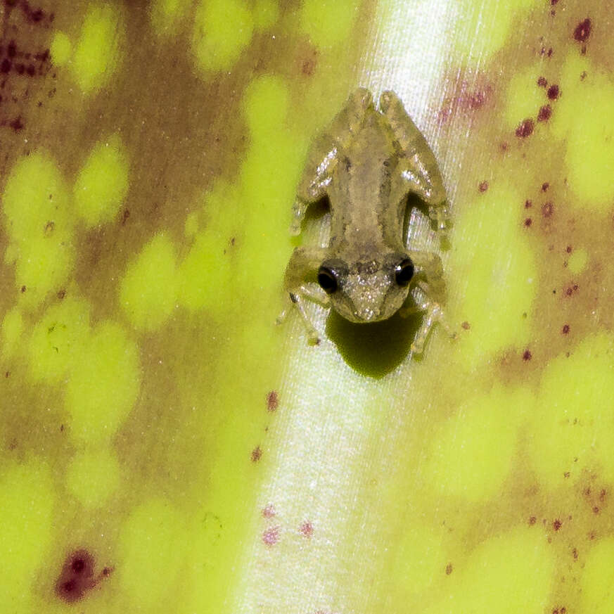 Plancia ëd Ololygon perpusilla (Lutz & Lutz 1939)