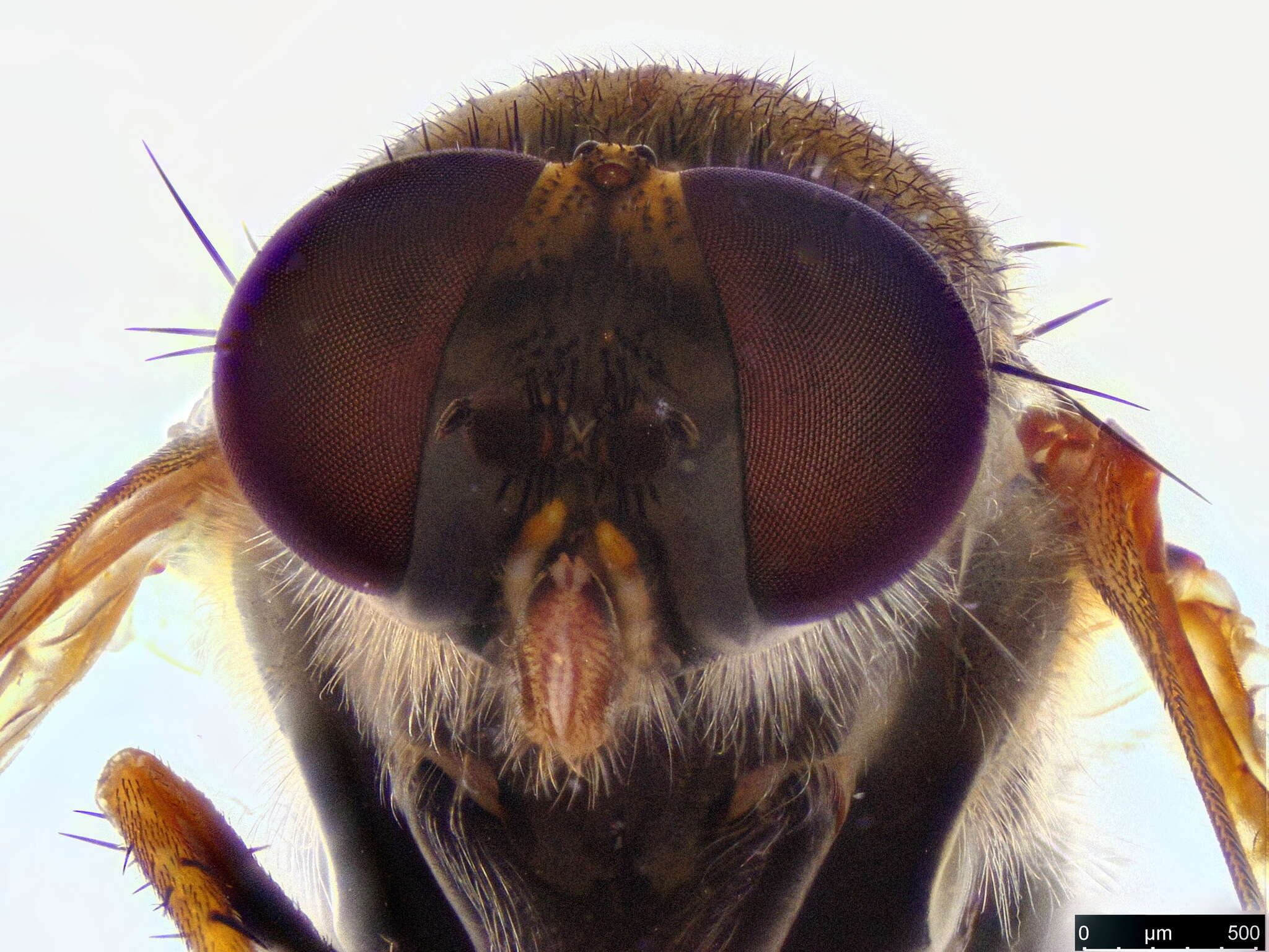 Image of Anabarhynchus plumbeoides Lyneborg 2001