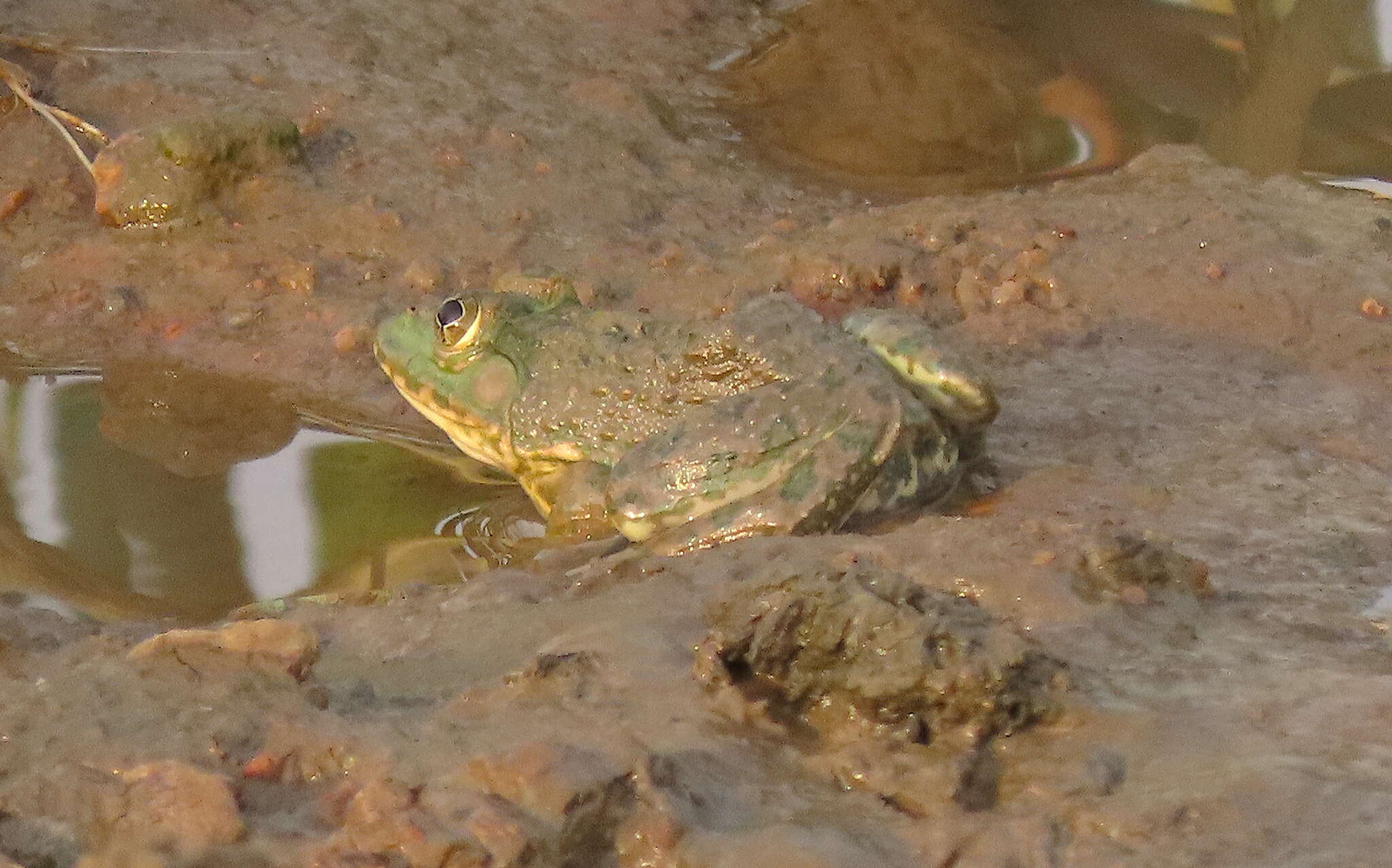 Image of African Groove-crowned Frog