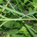 Image of Dianthus giganteus subsp. giganteus