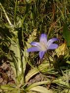 Image of dwarf brodiaea