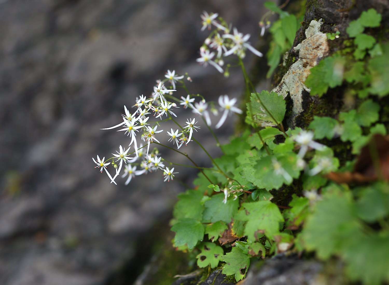 Plancia ëd Saxifraga fortunei var. alpina (Matsumura & Nakai) Nakai