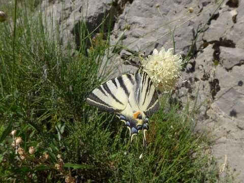 Image of Iphiclides