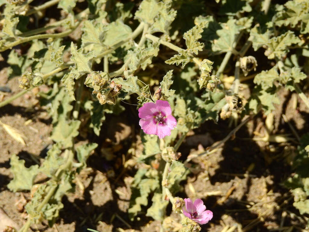 Image of Sphaeralcea mendocina Phil.