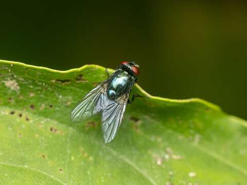 Image of Eudasyphora cyanicolor (Zetterstedt 1845)