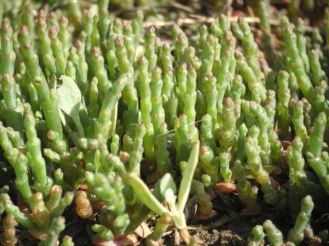 Image of Salicornia perennans Willd.