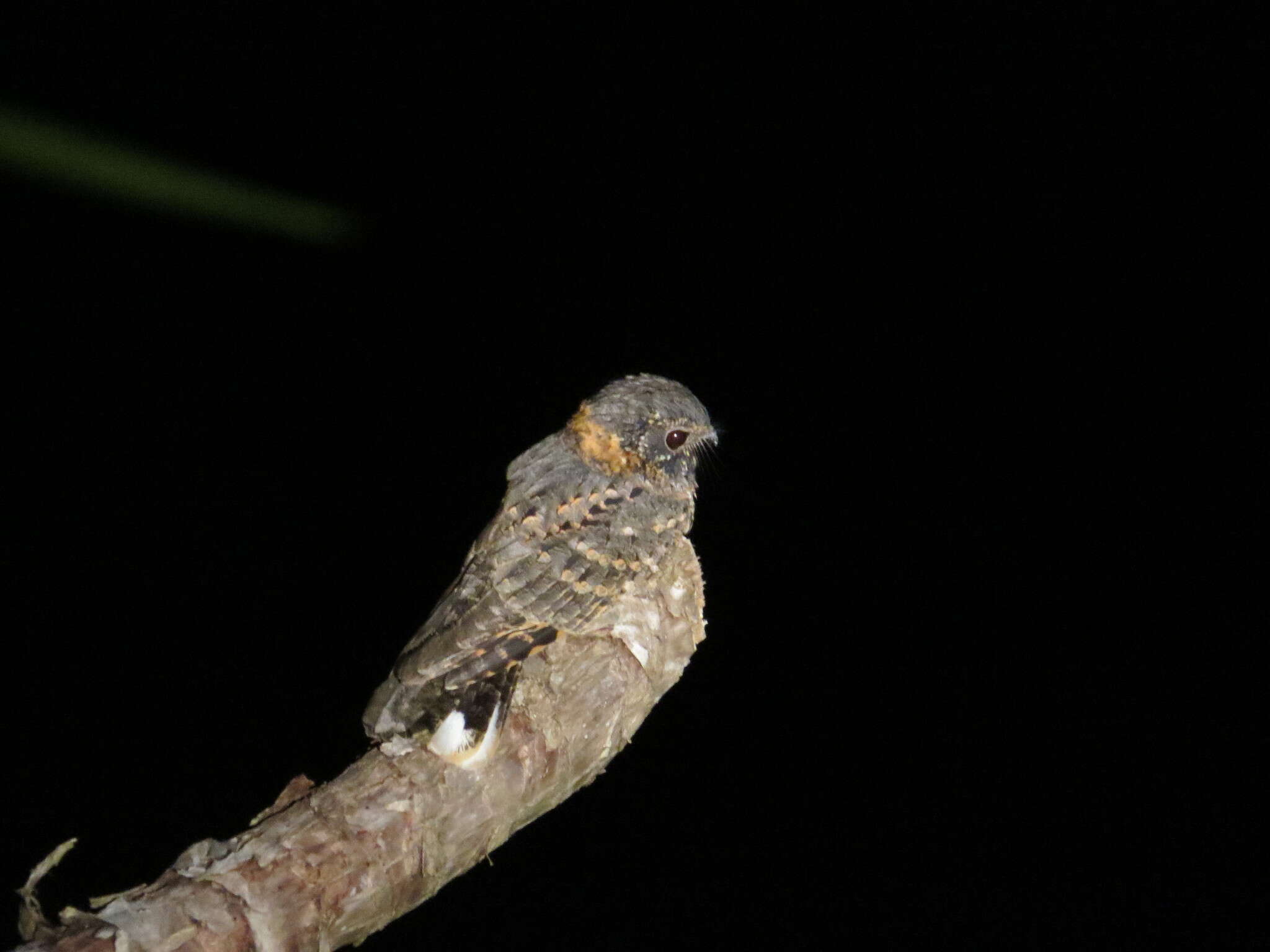 Image of Buff-collared Nightjar