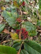 Image of Grevillea laurifolia Sieber ex Meissn.