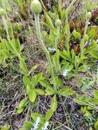 Слика од Asteropsis megapotamica (Spreng.) Marchesi